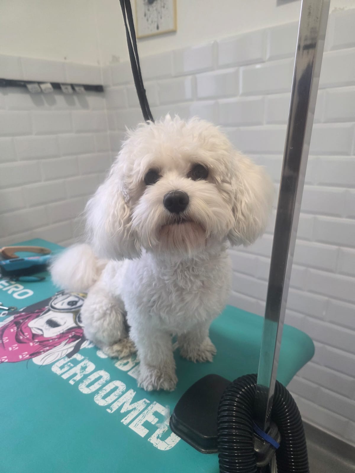 Before grooming