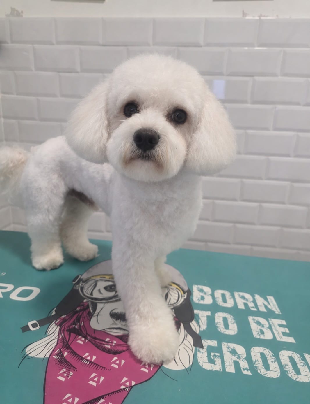 After grooming result