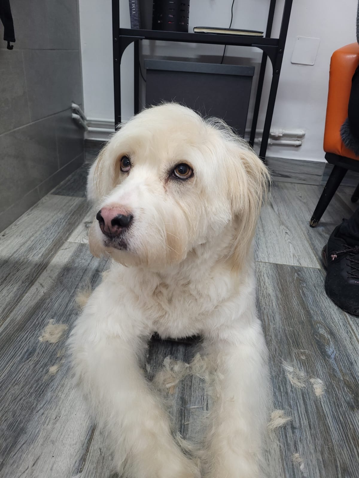 Sara, Claudia’s adopted dog, at Canino Artis
